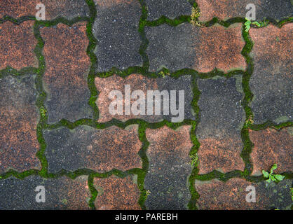 Old brick and green moss floor pavement Stock Photo