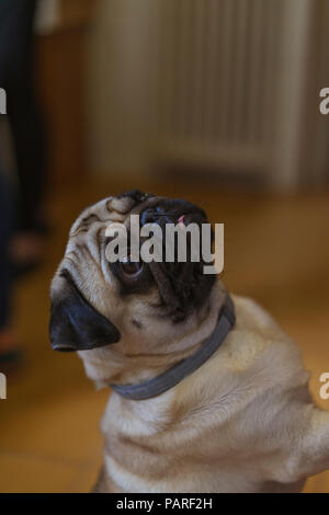 Portrait of begging pug Stock Photo