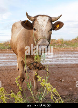 Curious brown cow on muddy earth road looking at the camera and eating grass with root which is hanging in the air Stock Photo