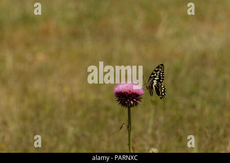 Butterfly sitting on a purple flower in the field Stock Photo