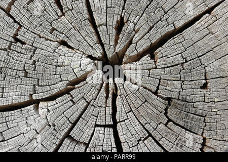 Cross section of a dried cut log from a large tree where the gaps have opened and changed to a silver colour over time to produce an attractive effect Stock Photo