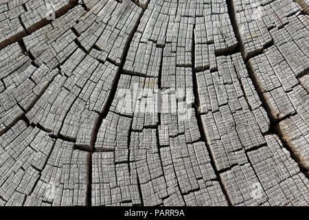 Cross section of a dried cut log from a large tree where the gaps have opened and changed to a silver colour over time to produce an attractive effect Stock Photo