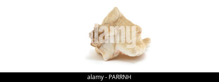 Big sea shell on a white background. Stock Photo