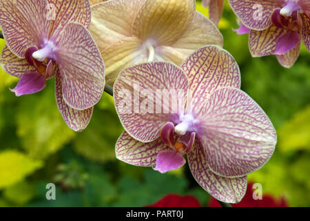 Sydney Australia, stem of yellow and purple moth orchid flowers Stock Photo