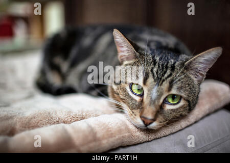 A young grey striped american short hair tabby domestic cat with yellow eyes lying on the ground Stock Photo