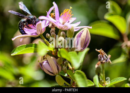 Close up of wild black and shiny violent Carpenter Bee (genus xylocopa) in nectar collecting pollen from a purple flower