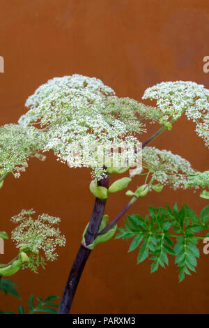 Angelica anomala flowering in a flower show garden against a rusted metal background. UK Stock Photo