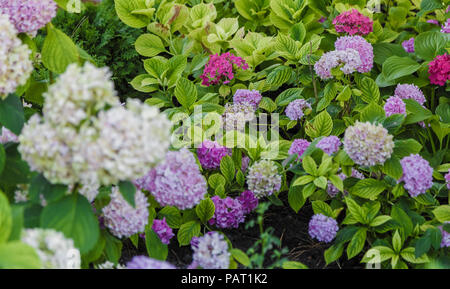 Blooming cultivar panicled hydrangea Hydrangea paniculata in the summer evening garden. Stock Photo