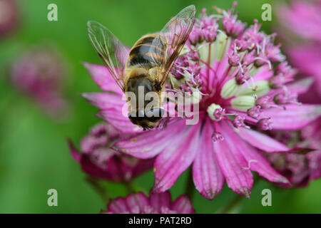 Macro shot of a bee pollinating an astrantia flower in Stock Photo