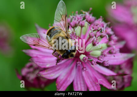 Macro shot of a bee pollinating an astrantia flower in Stock Photo
