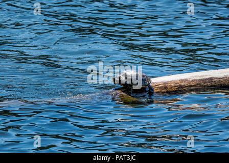 Water turtle sunning on a log, Washington , USA. Stock Photo