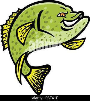 Mascot icon illustration of a crappie, papermouth, strawberry bass, speckled bass, specks, speckled perch, crappie bass, calico bass jumping up viewed Stock Vector