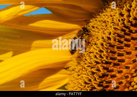 Honey Bee on Sunflower, close up Stock Photo