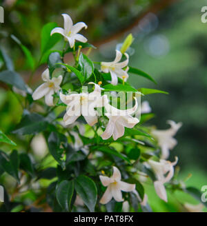 White flower of Murraya paniculata or Orang Jessamin in the garden. Stock Photo