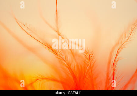 Abstract picture for background. Feather. Blured Stock Photo
