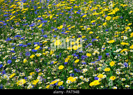 colourful wildflower meadow, north norfolk, england Stock Photo