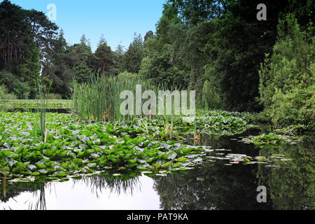 A pond in Farmleigh West Dublin, Ireland with a mass of water lilies surrounded by trees and other aquatic plants. Stock Photo