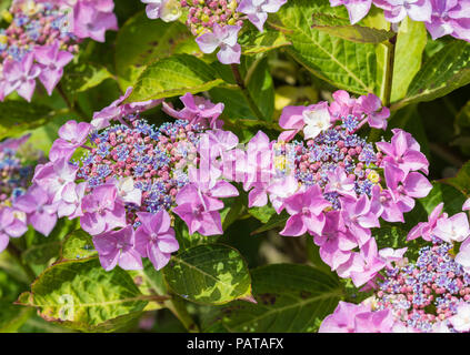 Pink Hydrangeas in Summer in West Sussex, UK, Pink Hydrangea flowers. Stock Photo