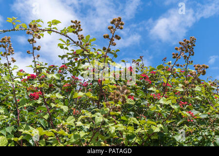 Viburnum shrub, likely Viburnum lantana (AKA the Wayfarer or Wayfaring tree) with red berries against blue sky in Summer (July)in West Sussex, UK. Stock Photo