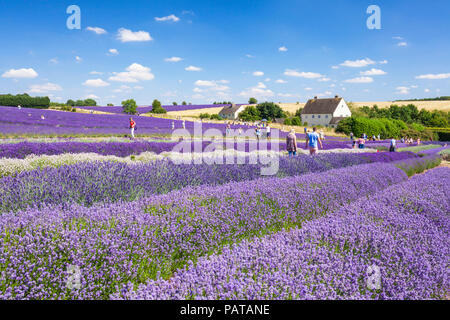 english lavender Rows of lavender in a lavender field at Cotswold lavender Snowshill broadway the Cotswolds Gloucestershire England UK GB Europe Stock Photo