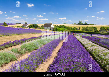 English lavender Rows in a lavender field at Cotswold lavender Snowshill broadway the Cotswolds Gloucestershire England UK GB Europe Stock Photo