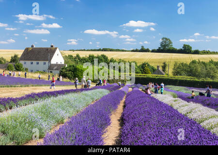 english lavender Rows of lavender in a lavender field at Cotswold lavender Snowshill broadway the Cotswolds Gloucestershire England UK GB Europe Stock Photo