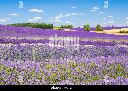 english lavender Rows of lavender in a lavender field at Cotswold lavender Snowshill broadway the Cotswolds Gloucestershire England UK GB Europe Stock Photo