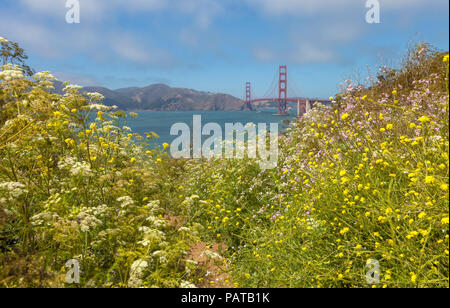 Wildflowers bloom along the Batteries to Bluffs trail with Golden Gate Bridge in background, San Francisco, California, United States. Stock Photo