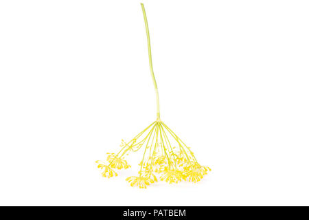 One whole fresh yellow dill flowers isolated on white Stock Photo