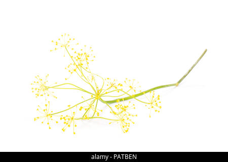 One whole fresh yellow dill flowers isolated on white Stock Photo