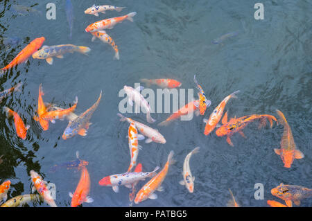Koi carp, symbols of good luck and prosperity in Japan Stock Photo - Alamy
