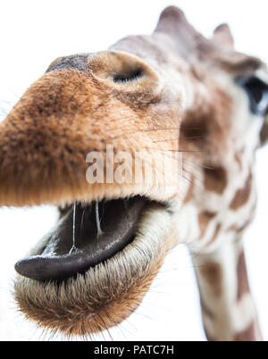 A Giraffe heading towards you with its mouth open and saliva showing and tongue about to poke out. Stock Photo