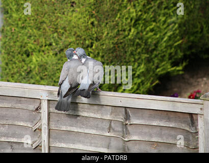 Pair of Wood Pigeons (Columba palumbus) cuddling together on garden fence Stock Photo