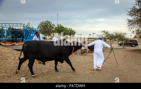 Fujairah, UAE, April 1, 2016: local people bring bulls for traditional bull fighting in Fujairah, UAE Stock Photo