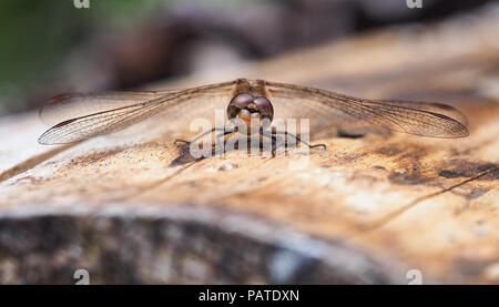 Common Darter male (Sympetrum striolatum) resting on log with wings open. Tipperary, Ireland Stock Photo