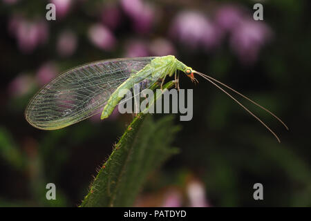 Green Lacewing perched on heather. Tipperary, Ireland Stock Photo