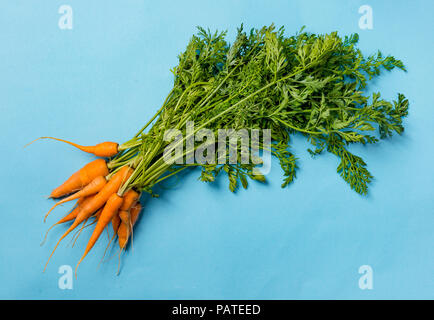 Fresh organic carrots with green leaves on blue background. Vegetables. Healthy food. Stock Photo