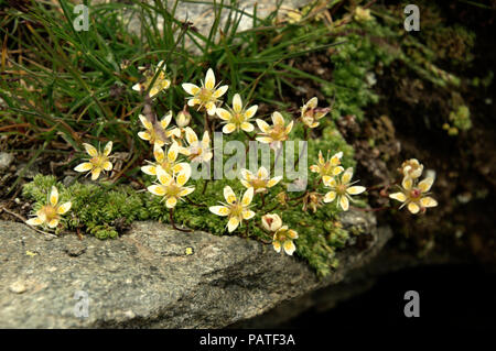 Alpine stonecrop flowering on the Eggishorn in Valais Stock Photo