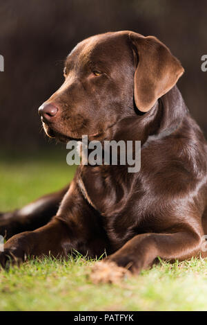 brown Labrador lying on grass Stock Photo