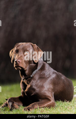 brown Labrador lying on grass Stock Photo