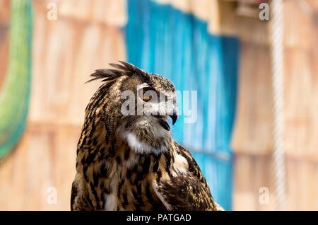 Eurasian Eagle-Owl featured in the Wildlife Show at the Texas State Aquarium in Corpus Christi, Texas USA. Stock Photo