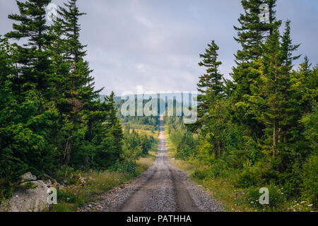 A dirt road and pine trees in Dolly Sods Wilderness, Monongahela National Forest, West Virginia. Stock Photo