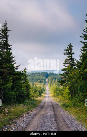 A dirt road and pine trees in Dolly Sods Wilderness, Monongahela National Forest, West Virginia. Stock Photo