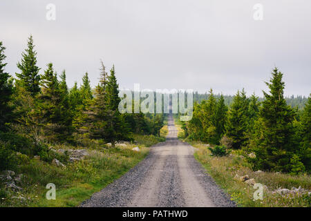 A dirt road and pine trees in Dolly Sods Wilderness, Monongahela National Forest, West Virginia. Stock Photo