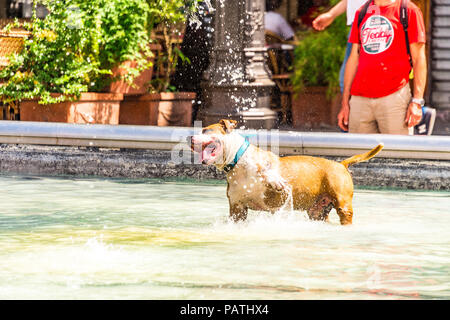 A dog plays in the Stravinsky Fountain, next to the Centre Pompidou, Paris, France Stock Photo