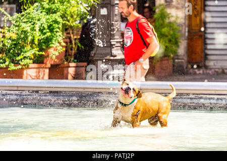 A dog plays in the Stravinsky Fountain, next to the Centre Pompidou, Paris, France Stock Photo