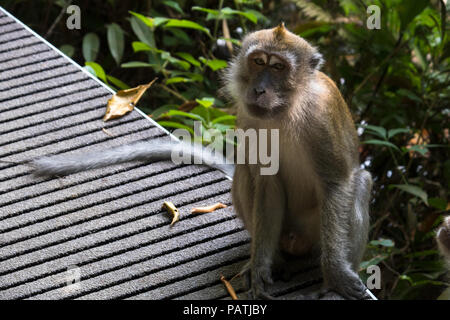 A long tailed macaque monkey, common wildlife in Macritchie Reservoir Nature Park, Singapore Stock Photo