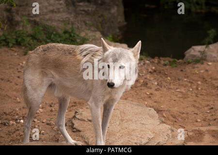 Grey wolf in safari park near the cave Stock Photo