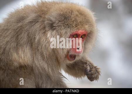 Japan, Honshu, Nagano prefecture, Jigokudani Monkey Park. Japanese macaque aka snow monkey or Nihonzaru (Macaca fuscata). Monkey with surprised look. Stock Photo