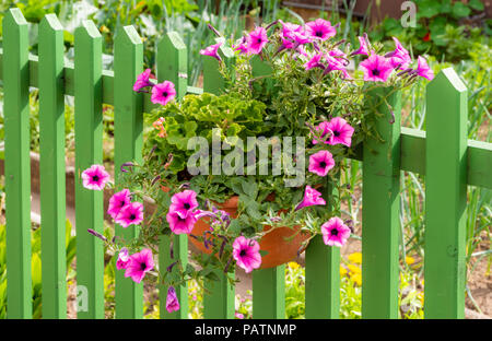 Petunia flower deco at a green wooden fence Stock Photo